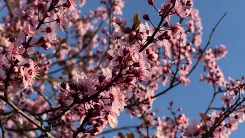 Blooming cherry tree branches with soft pink flowers and buds against clear.. Stock Footage 307112299