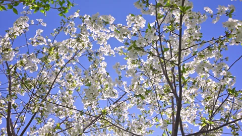 Blooming cherry tree branches under vibrant blue sky Stock Footage 334738039