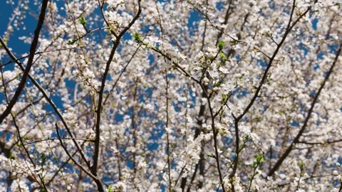 Blooming cherry tree branches with white flowers against blue sky in spring. Stock Footage 332816980