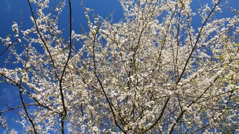 Blooming cherry tree branches with white flowers against blue sky in spring.  스톡 동영상 332816985