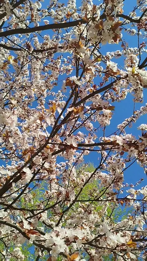 Blooming cherry tree branches with white flowers against a bright blue sky Stock Footage 338125053