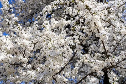 Blooming cherry tree branches with white flowers under clear blue sky, symb.. Stock Photos