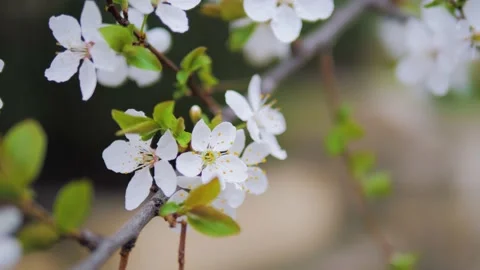 Blooming Cherry Tree Close Up. Little flowers covering branches gimbal shot Stock Footage 154968828