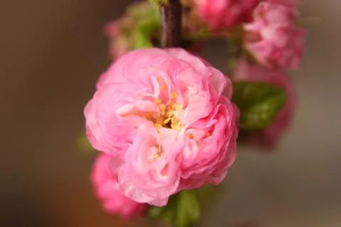 Blooming cherry tree - close up view Stock Photos