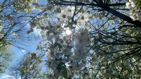 Blooming cherry tree close up. White flowers. Stock Footage 153850419