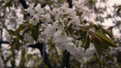 Blooming cherry tree, closeup of white cherry flowers  Stock Footage 74994220