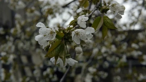 Blooming cherry tree, closeup of white cherry flowers  Stock Footage 74994495