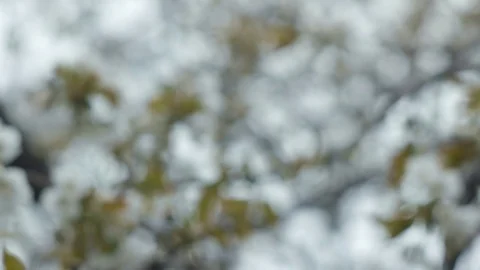 Blooming cherry tree, closeup of white cherry flowers  Stock Footage 74995165