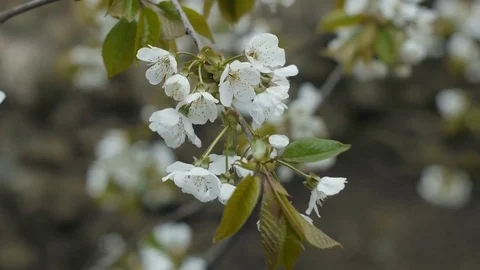 Blooming cherry tree, closeup of white cherry flowers  Stock Footage 74998536