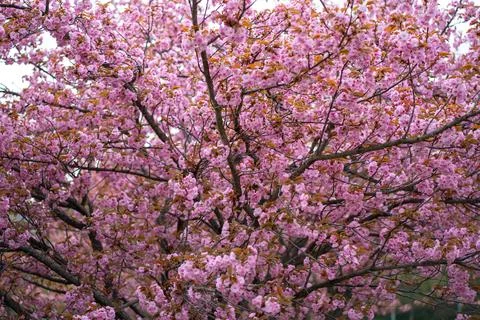 Blooming Cherry Tree Covered with Pink Flowers During Spring Season Stock Photos
