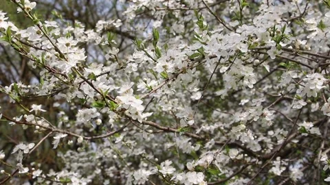 Blooming cherry tree in early spring day. Cherry tree with white flowers Video stock 154358304