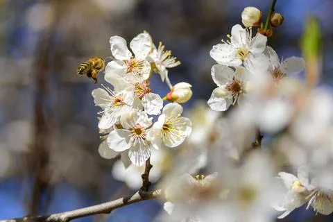 Blooming cherry tree with flowers Stock Photos