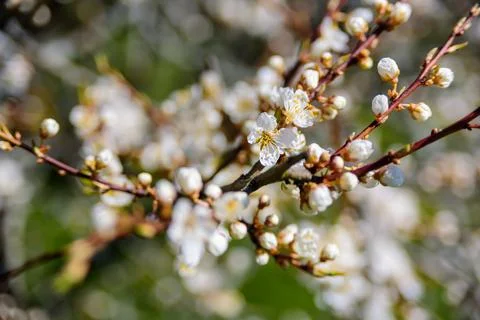 Blooming cherry tree with flowers Stock Photos