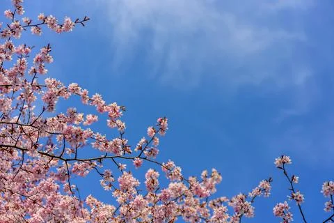 Blooming cherry tree with flowers Stock Photos