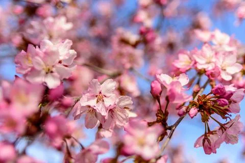 Blooming cherry tree with flowers Stock Photos