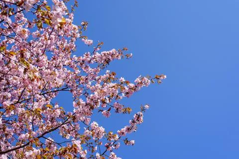Blooming cherry tree with flowers Stock Photos