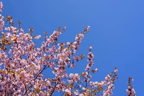 Blooming cherry tree with flowers Stock Photos