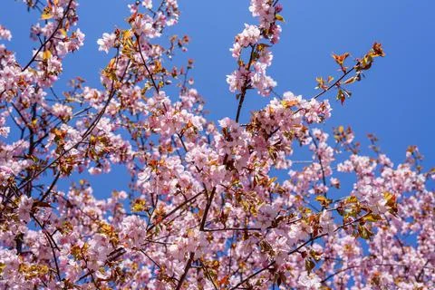 Blooming cherry tree with flowers Stock Photos