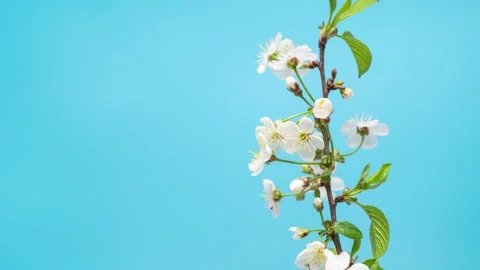 Blooming cherry tree flowers time lapse against blue background Видео 161631152