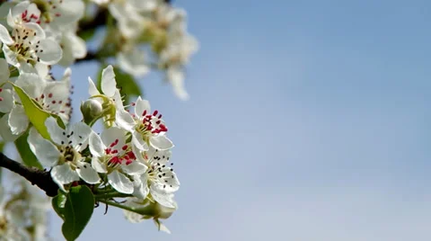 Blooming cherry tree Stock Footage 37316891