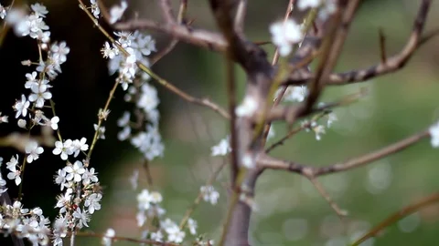 Blooming Cherry Tree Stock Footage 99116777