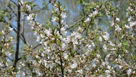 Blooming cherry-tree Stock Footage 101822828