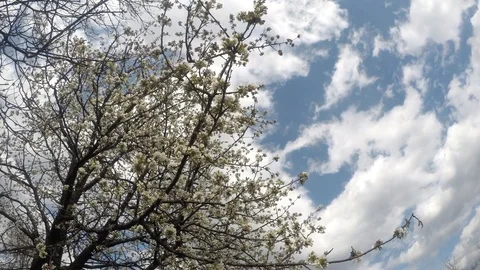 Blooming cherry tree Stock Footage 126055063