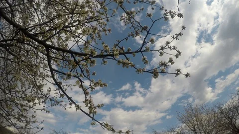 Blooming cherry tree Stock Footage 126055416