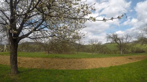 Blooming cherry tree Stock Footage 128254406