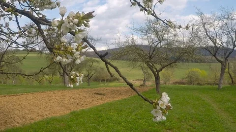 Blooming cherry tree Stock Footage 128254470