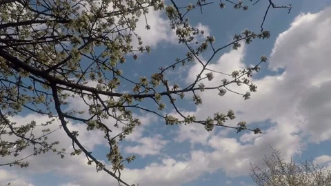 Blooming cherry tree Stock Footage 146133300