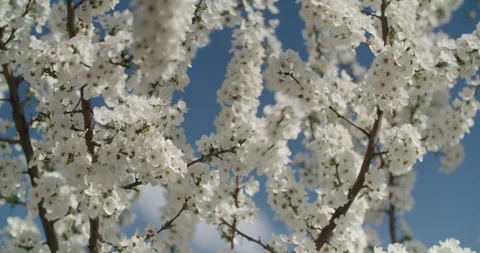 Blooming cherry tree Vídeos de archivo 262729928