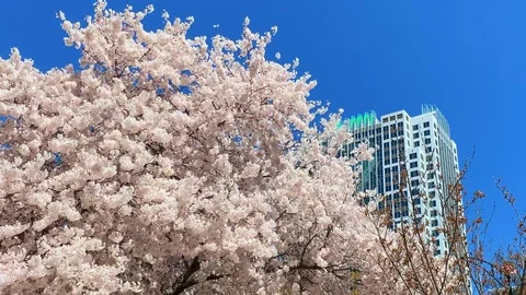 Blooming cherry tree in front of an office building with copy space Stock Footage 105887142