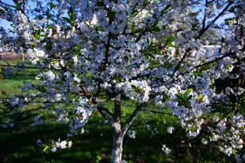 Blooming cherry tree in full spring blossom with delicate white flowers Fotos Stock