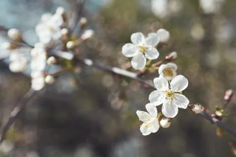 Blooming cherry tree. Grey toned close up photo of fragile spring flowers. Sp Stock Photos