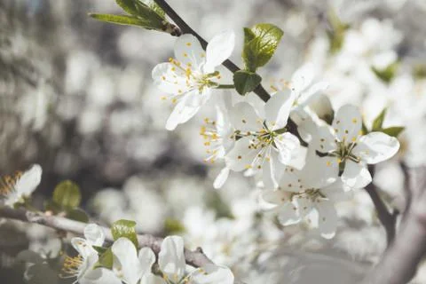 Blooming cherry tree. Grey toned close up photo of fragile spring flowers. Sp Stock Photos