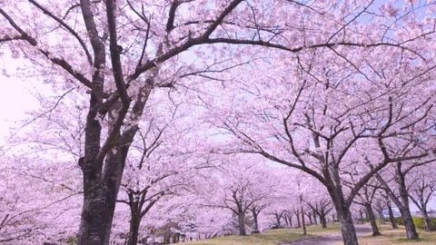 Blooming Cherry Tree in Japan Calm Nature Sakura Season Footage Stock Footage 336722901
