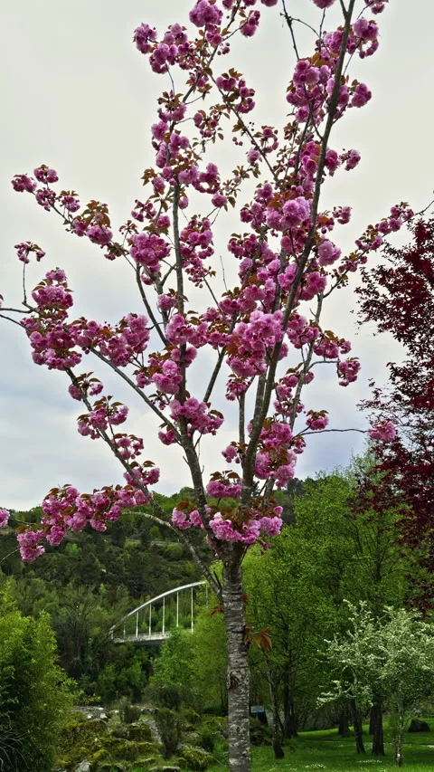 Blooming Cherry Tree with Lush Pink Flowers Stock Footage 274906338