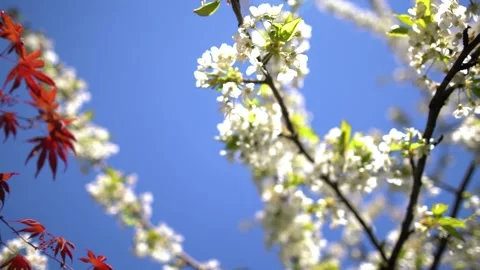 Blooming Cherry Tree with Mapple Tree On Blue Sky, 100fps Stock Footage 240097848