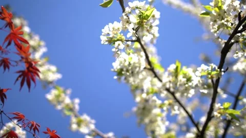 Blooming Cherry Tree with Mapple Tree On Blue Sky Stock Footage 240098249