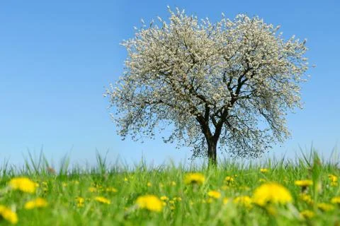 Blooming cherry tree on meadow with dandelions. Stock Photos