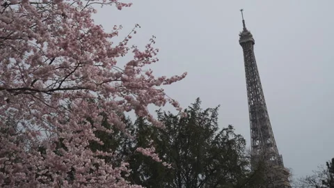 Blooming cherry tree near the Eiffel Tower. Stock Footage 269026403