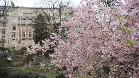 Blooming cherry tree in Paris in spring. Stock Footage 269031318