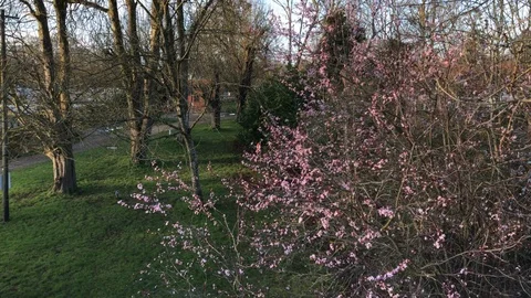 Blooming cherry tree in a park Stock Footage 125579076