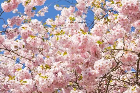 Blooming cherry tree Stock Photos