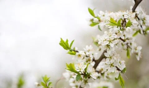 Blooming cherry tree Foto stock