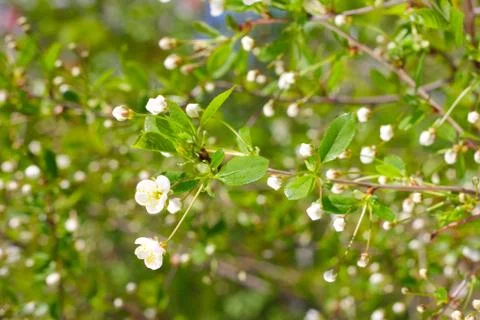 Blooming cherry tree Stock Photos
