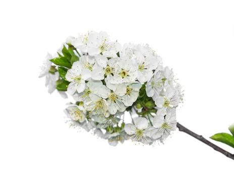 Blooming cherry tree. Stock Photos