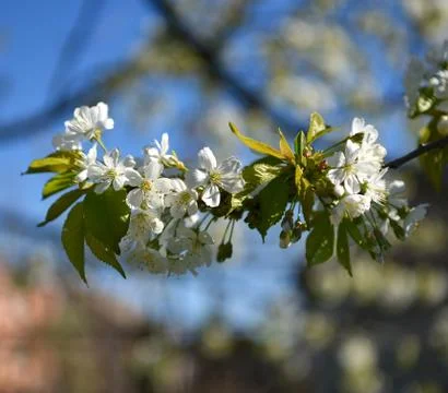 Blooming cherry tree 库存照片