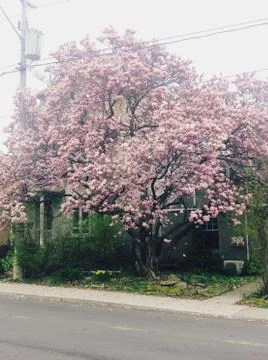 Blooming Cherry Tree Stock-Fotos